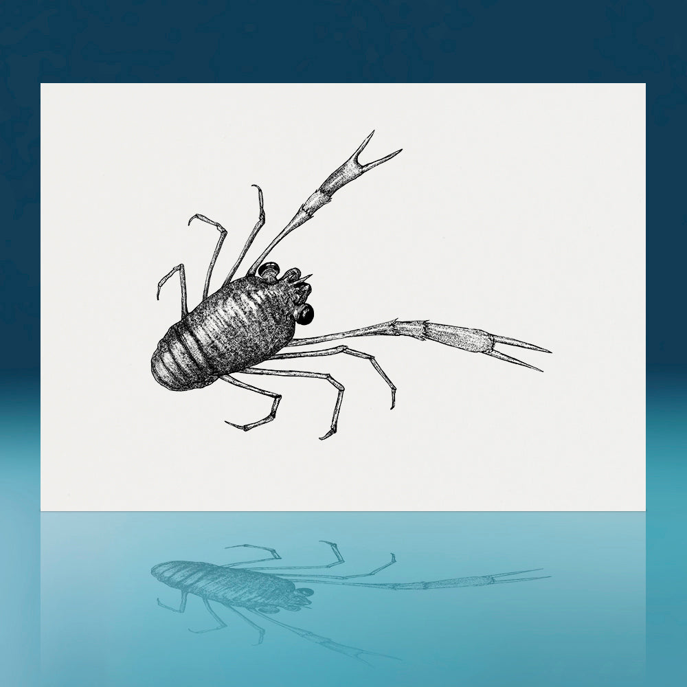 Gregarious Squat Lobster Art Print