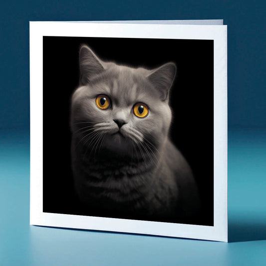 Warm coloured british shorthair - cat themed greeting card