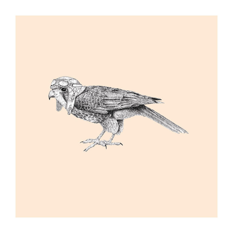 pilot karearea pastel bird themed greeting card