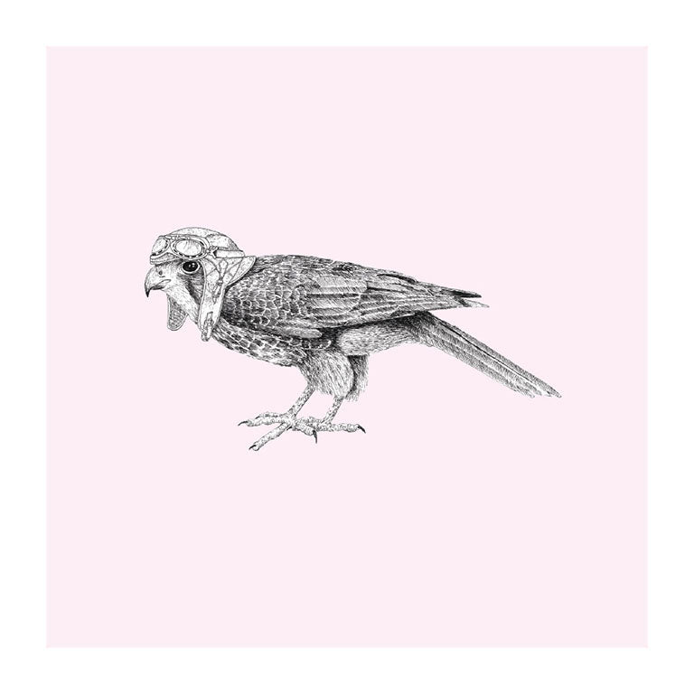 pilot karearea pastel bird themed greeting card