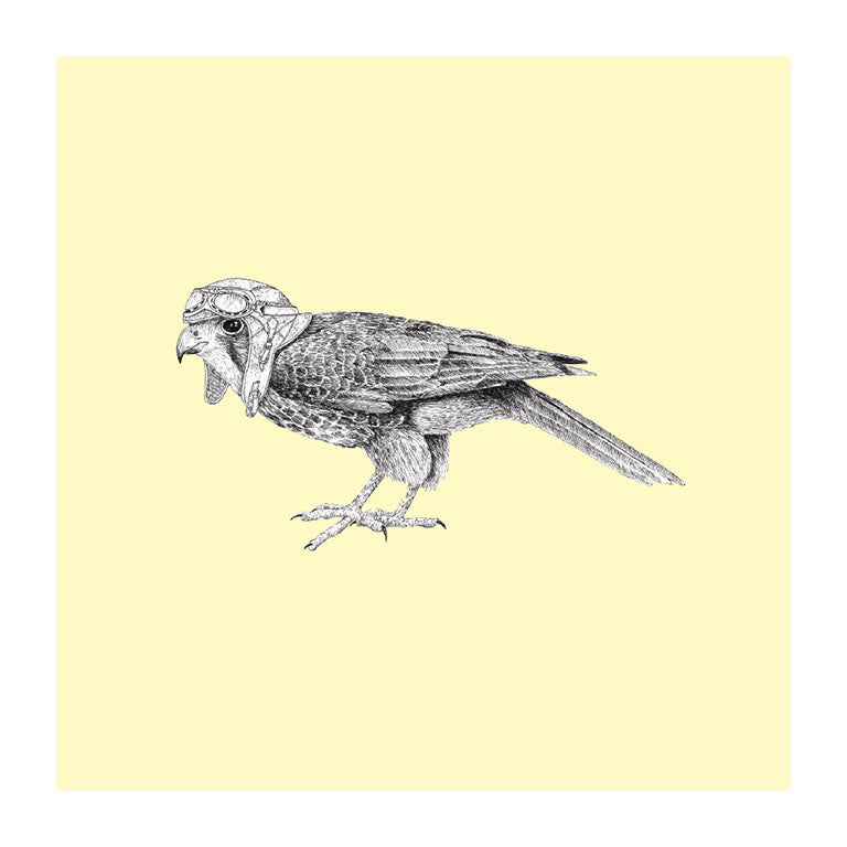 pilot karearea pastel bird themed greeting card