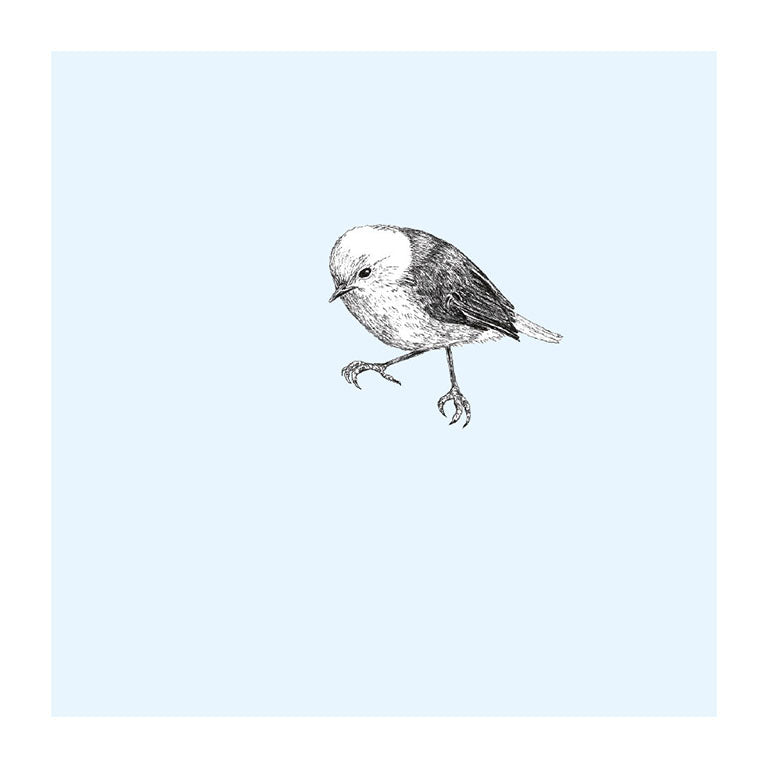 popokotea pastel bird themed greeting card
