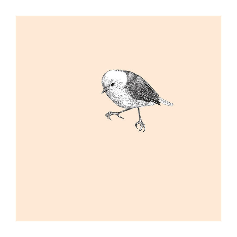popokotea pastel bird themed greeting card