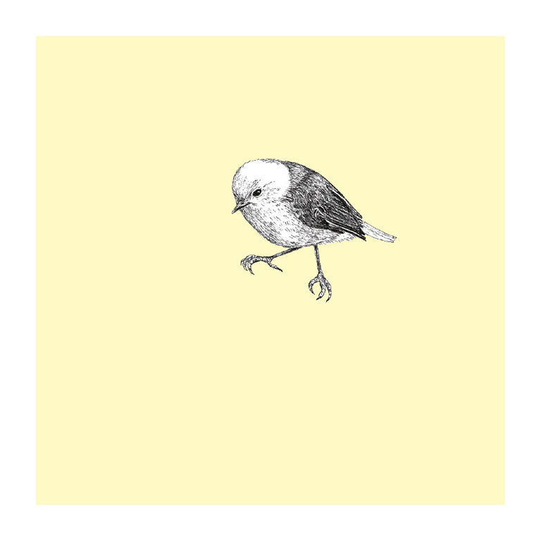 popokotea pastel bird themed greeting card