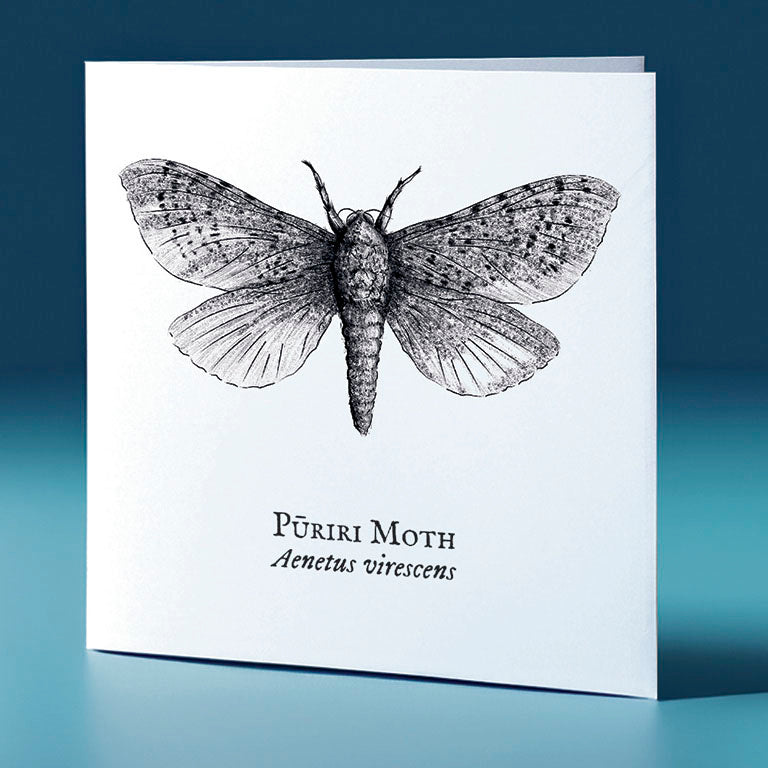 puriri moth critter themed greeting card