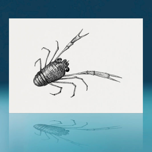 Gregarious Squat Lobster Art Print