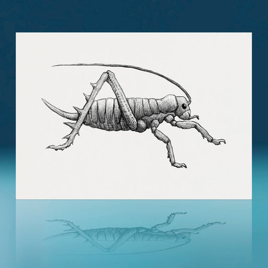 Weta Art Print