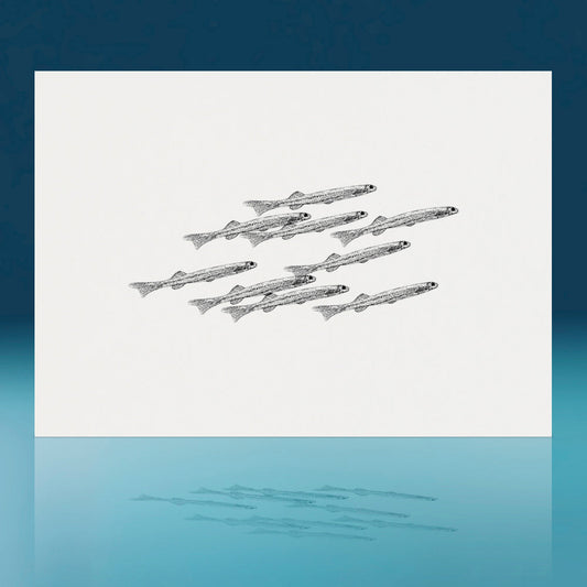 Whitebait Art Print
