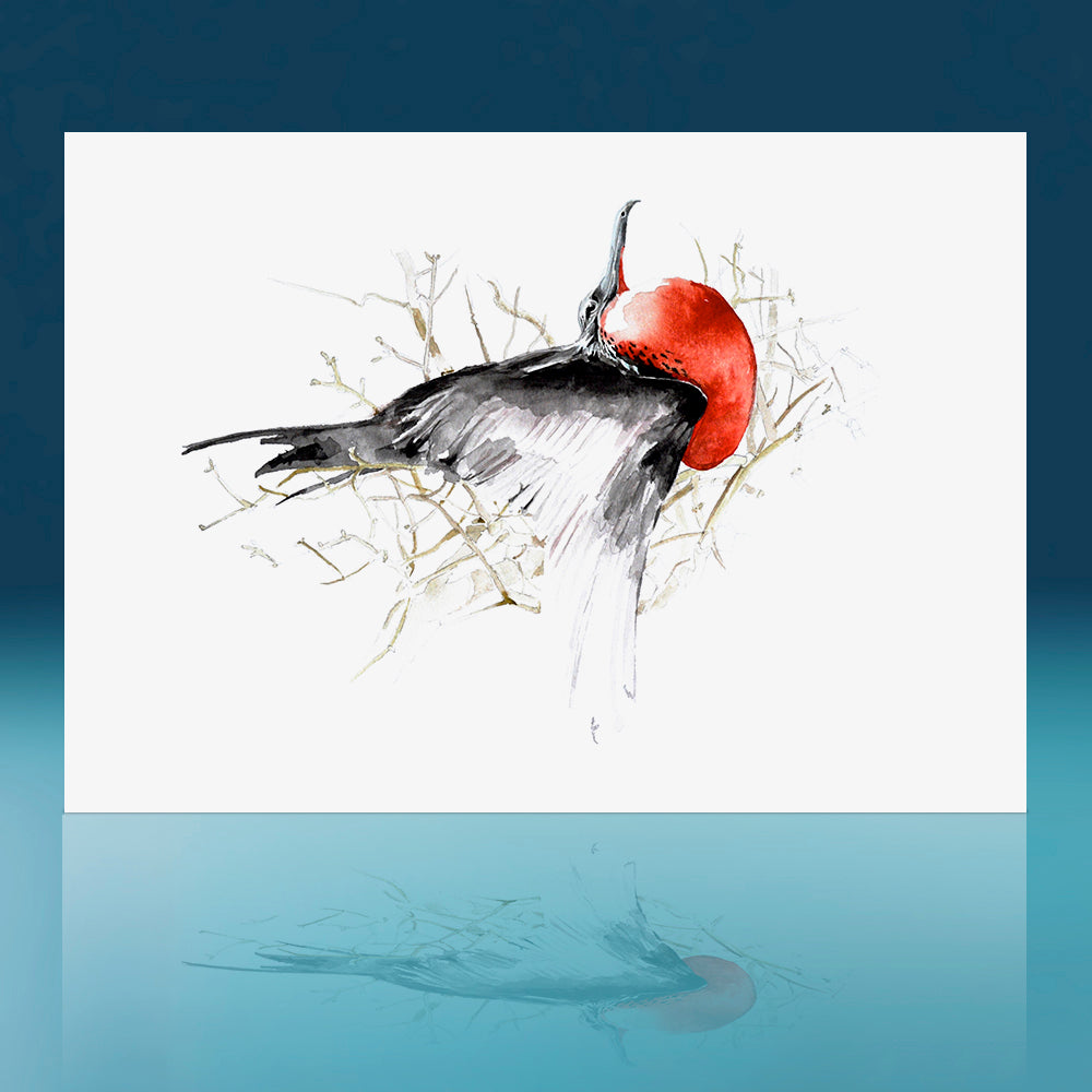 Frigate Bird Art Print