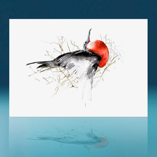 Frigate Bird Art Print