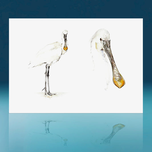Spoonbill Art Print
