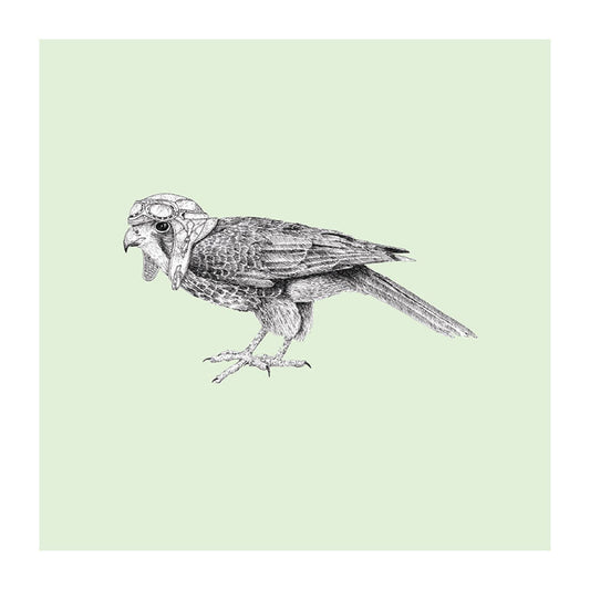 pilot karearea pastel bird themed greeting card