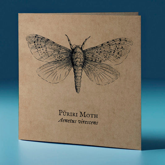 puriri moth critter themed greeting card