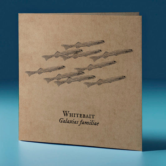 whitebait critter themed greeting card