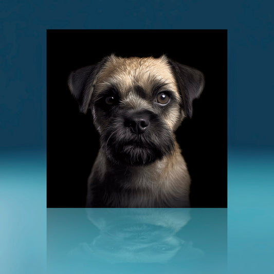 Medium Border Terrier Dog Art Print
