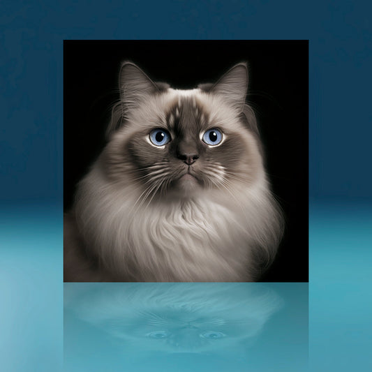 Ragdoll Cat Art Print